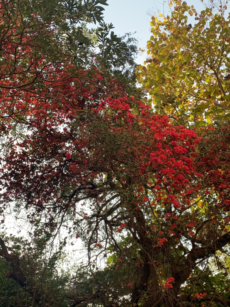 Flowers - Bougainvillea