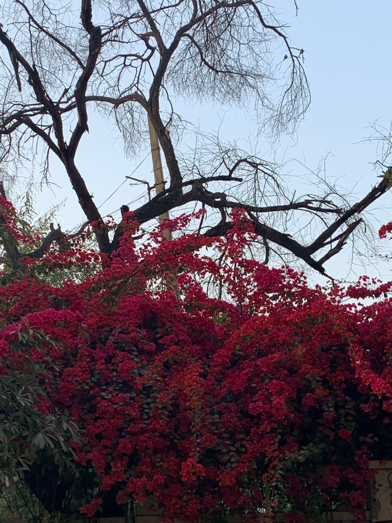 Bougainvillea