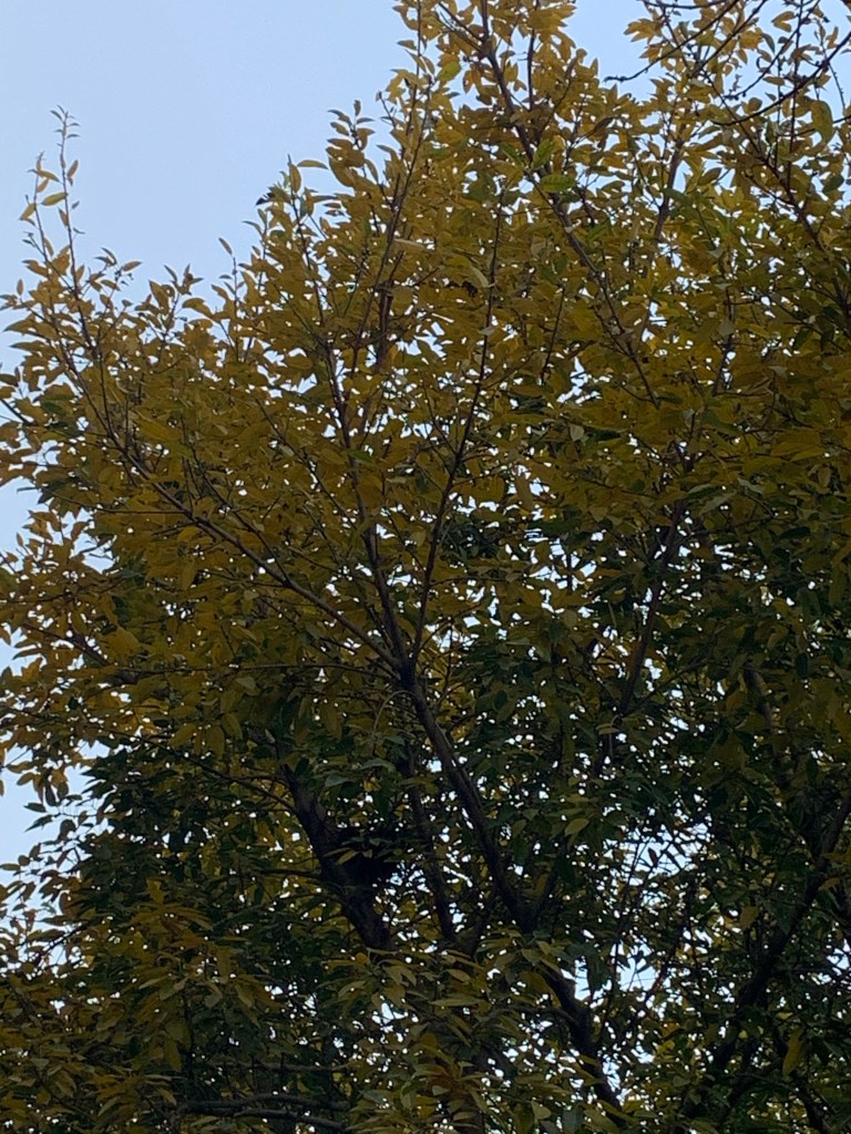 Mangalwar - yellow