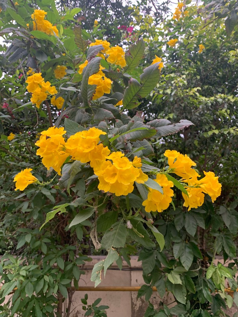 Yellow flowers