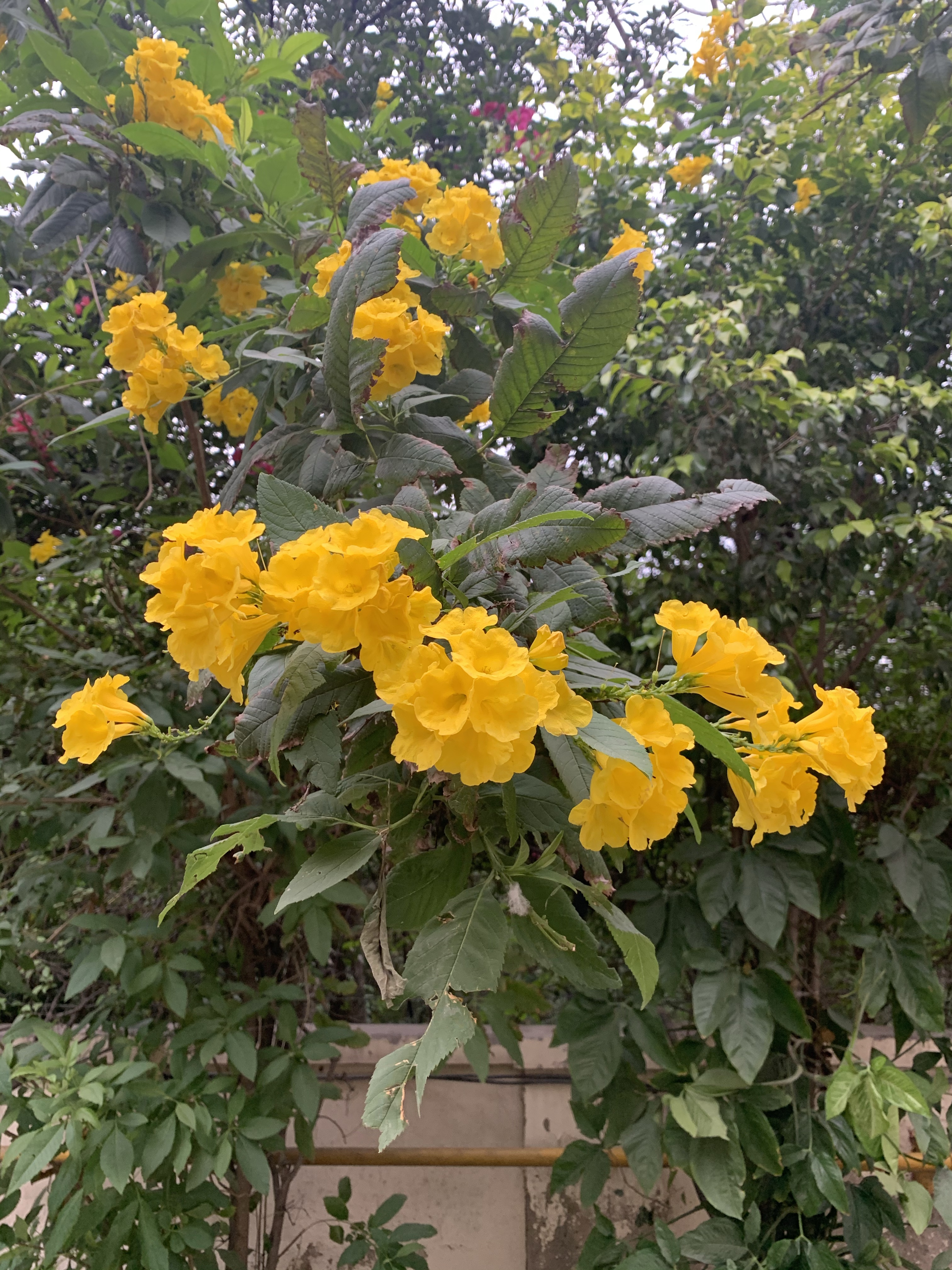 Yellow flowers
