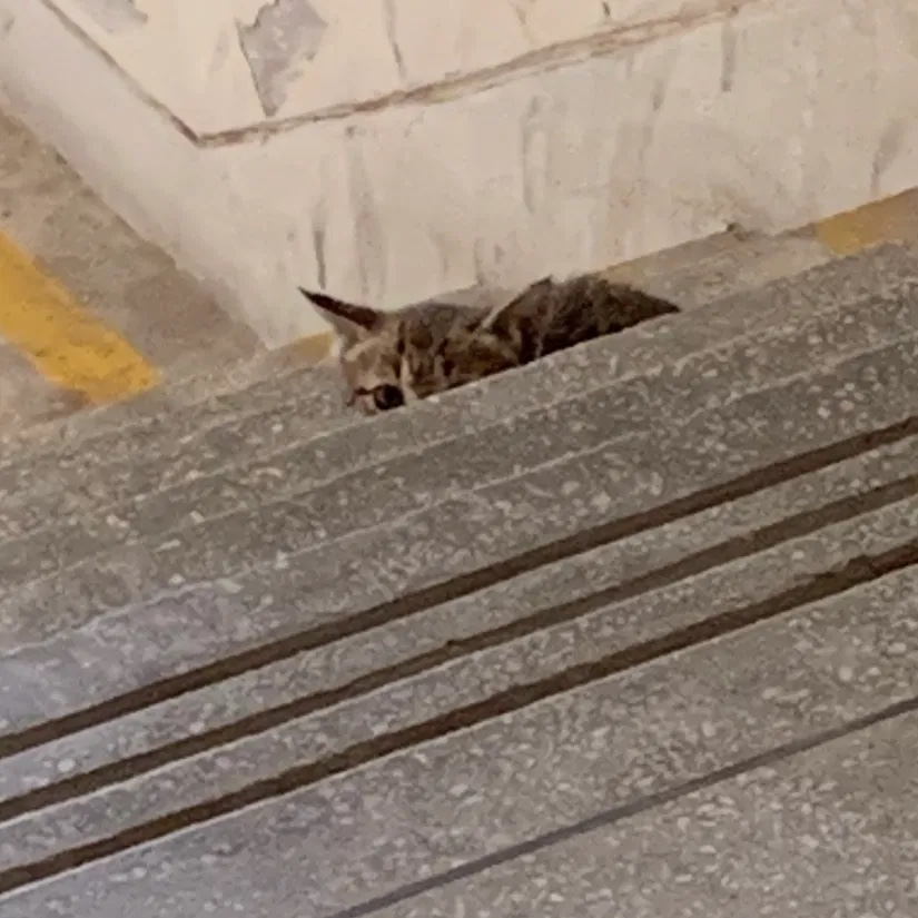 Candid Kitten - Kitty
