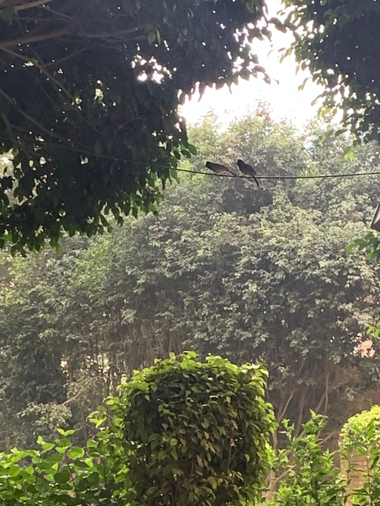 Nature - Bulbul