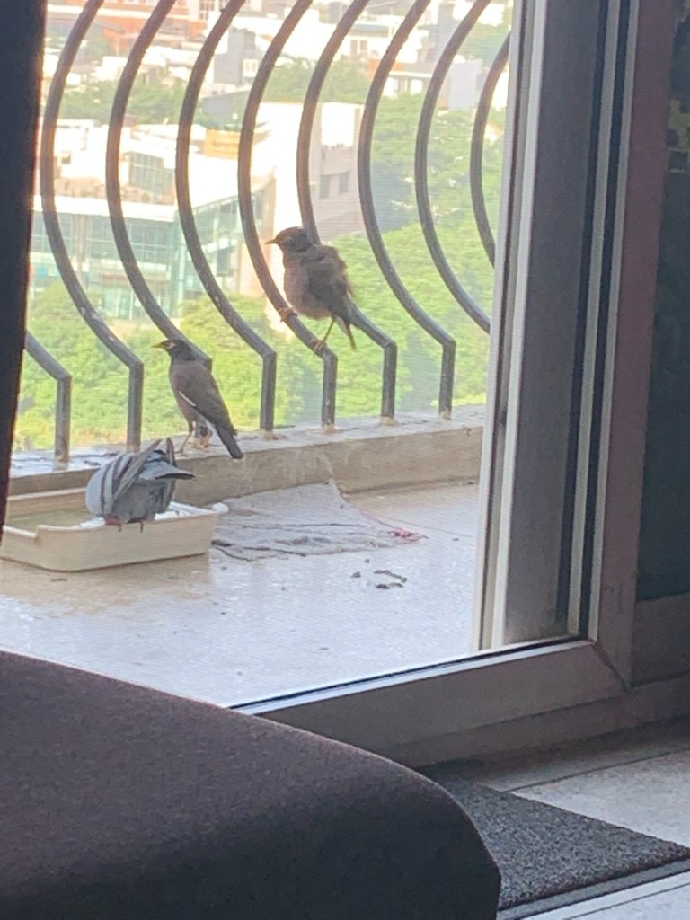 Myna bird