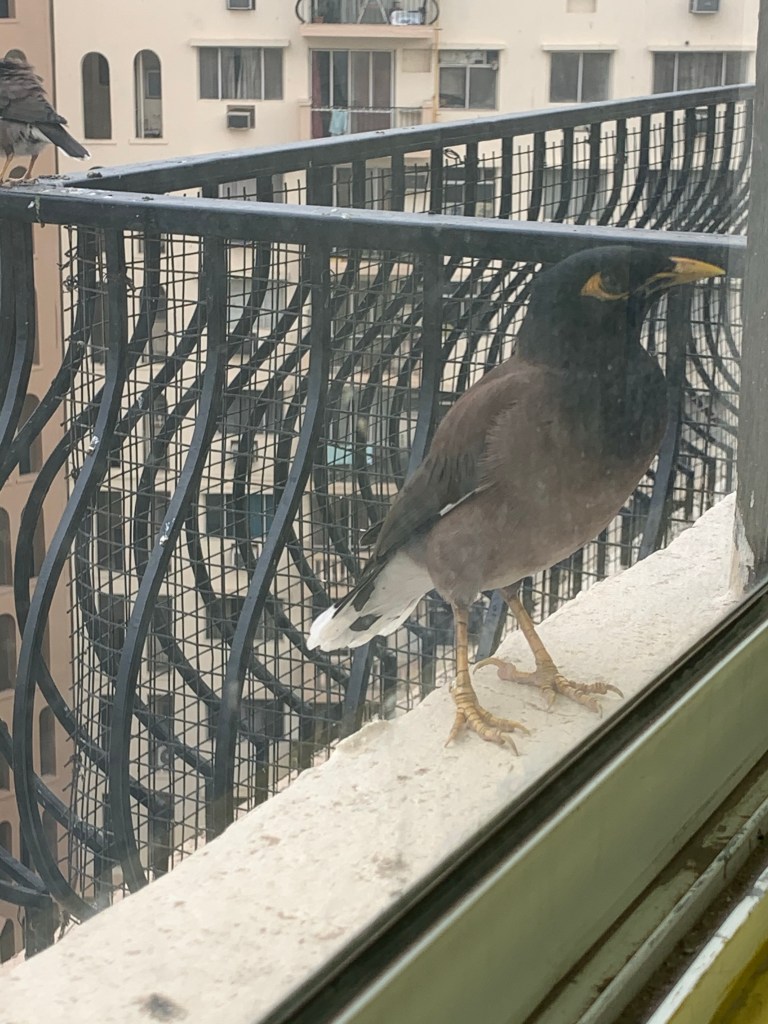 Myna