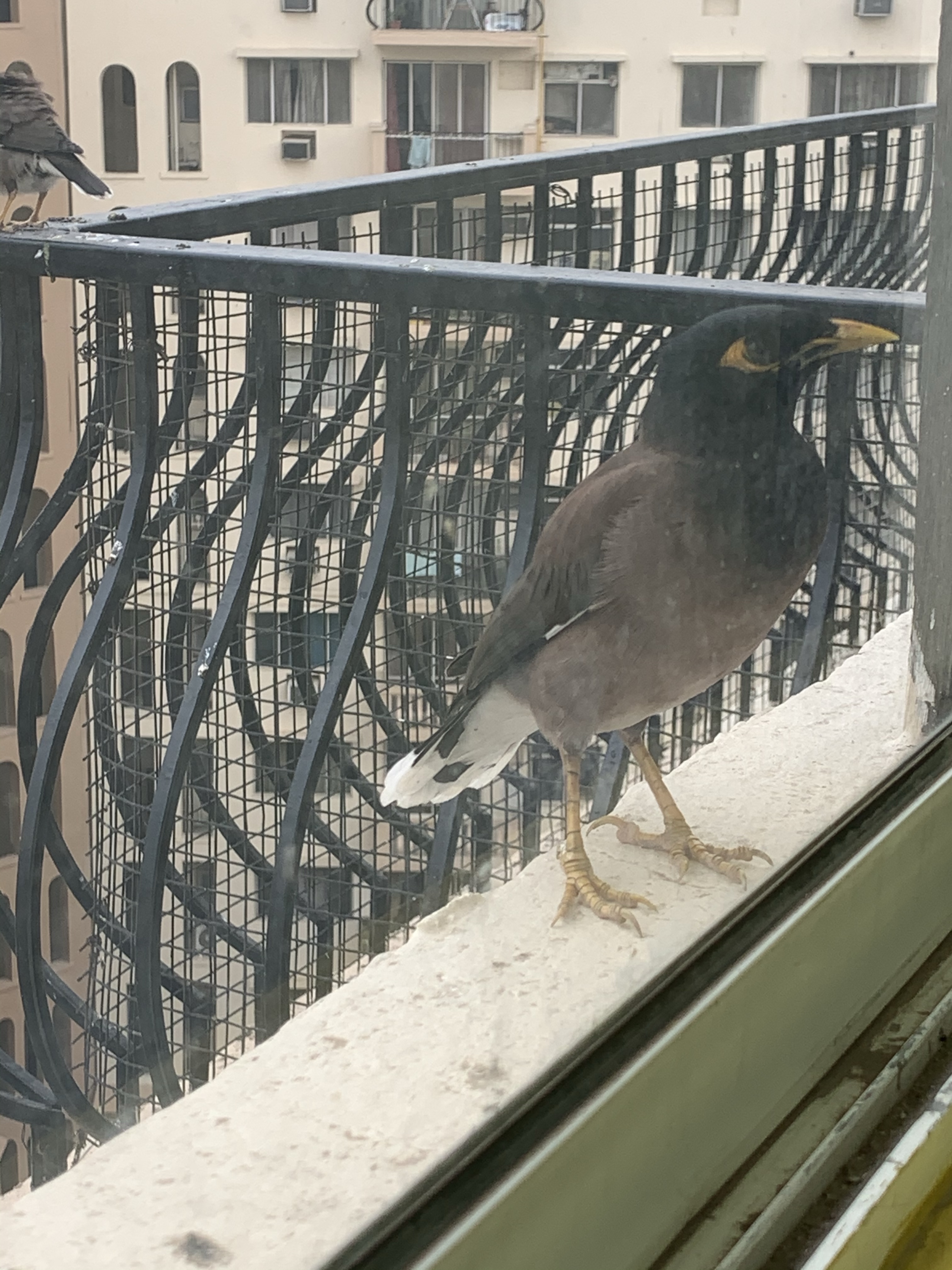 Myna bird