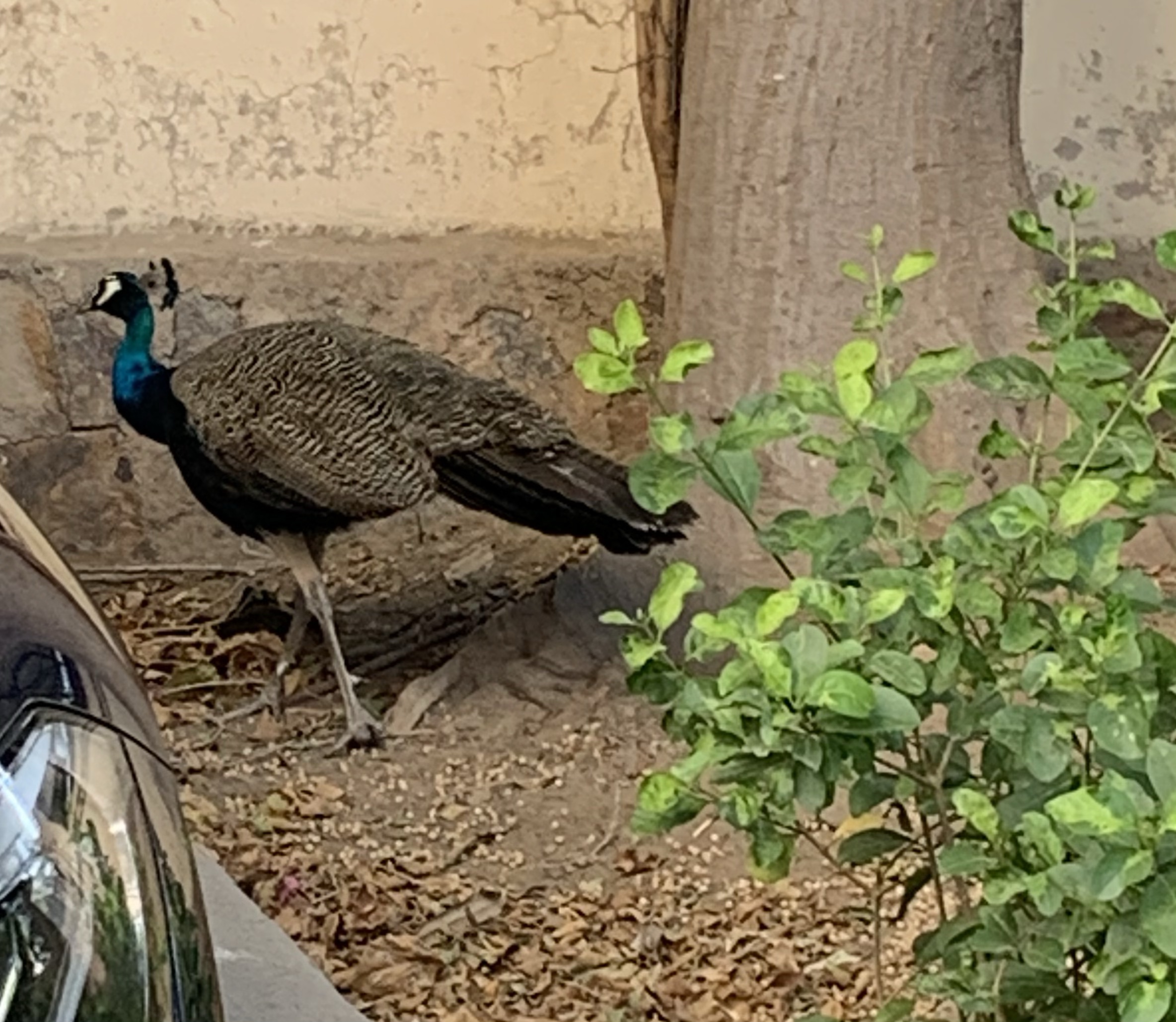 Pea Hen Jungle