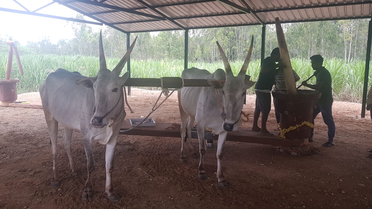 Majestic bulls