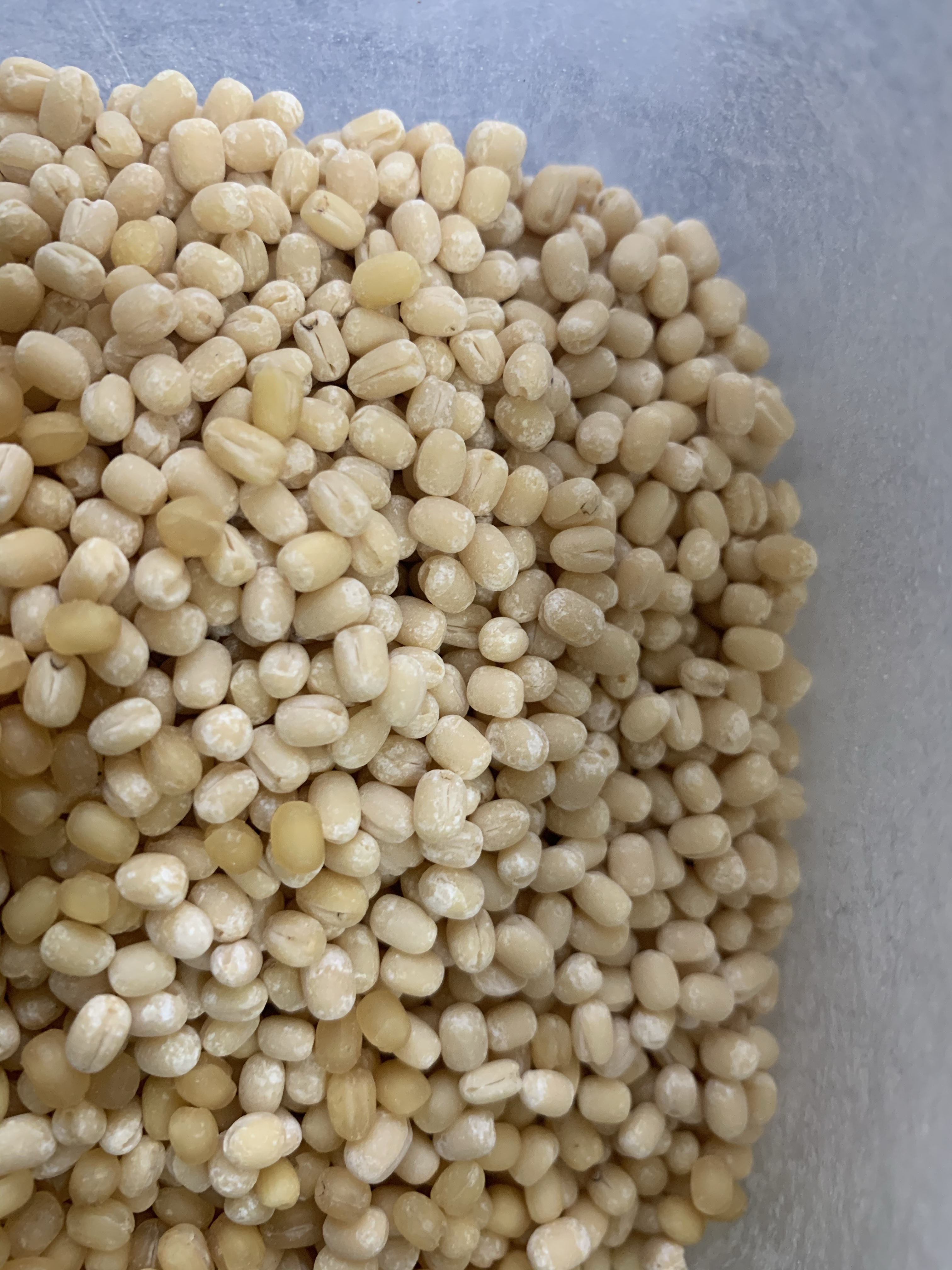 Storage Pests - Urad Dal