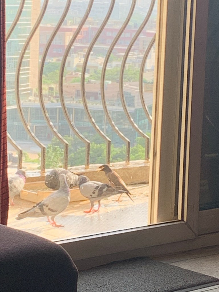 Negotiation - Myna