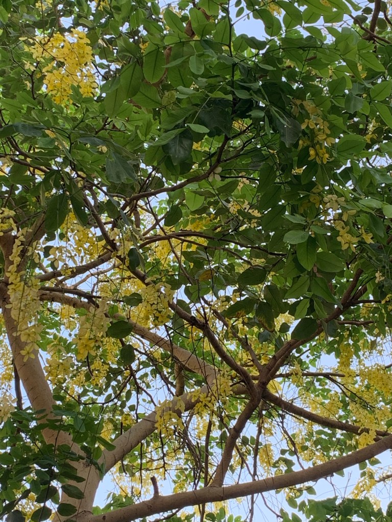 Konnapoo Indian Laburnum