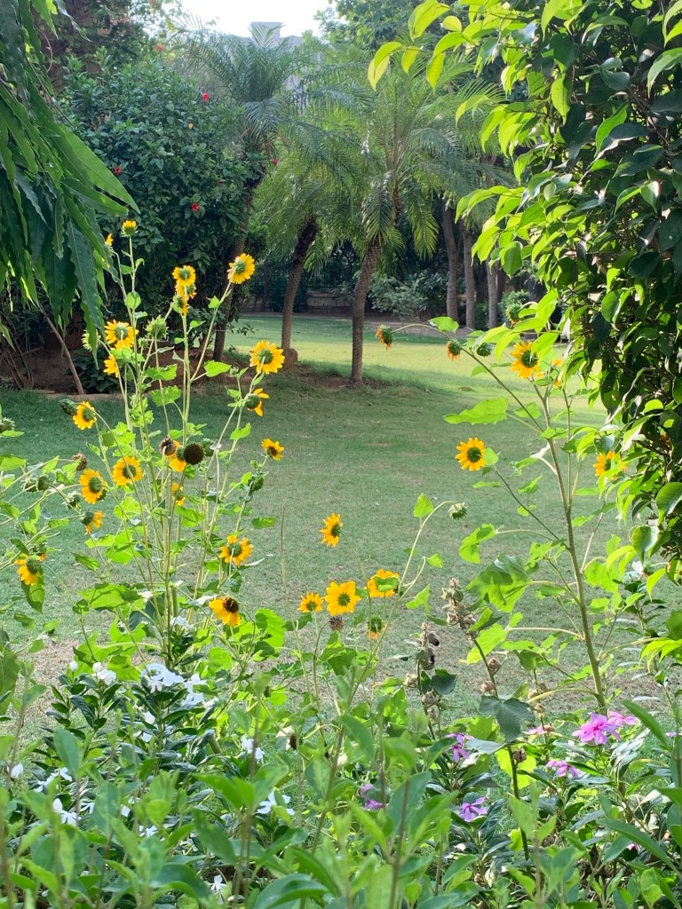 Sunflowers 