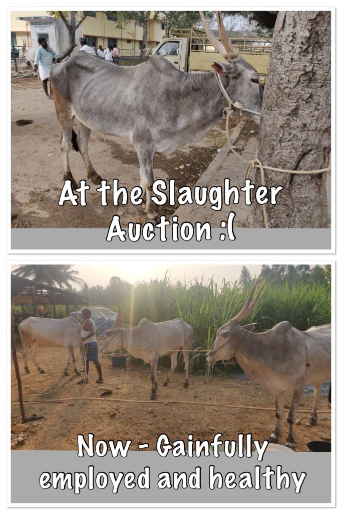 Bull slaughter