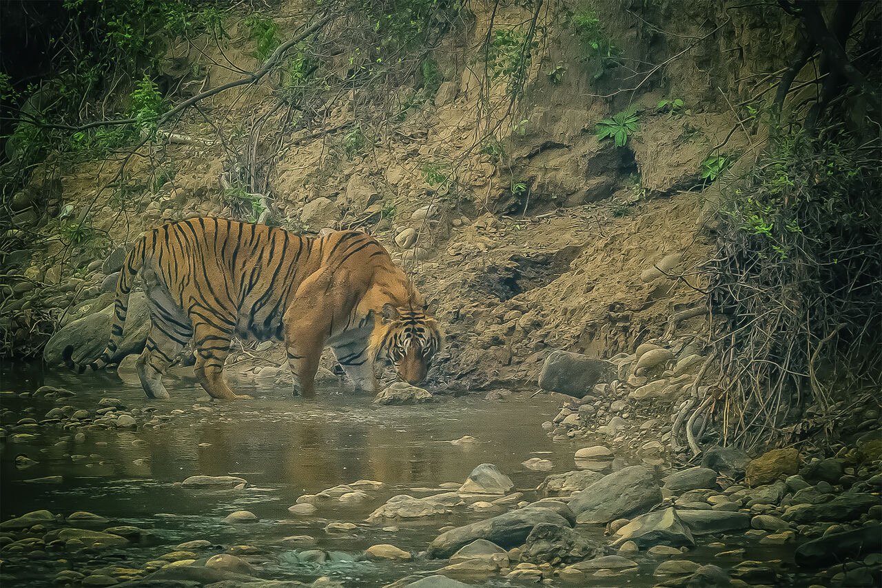 Tiger