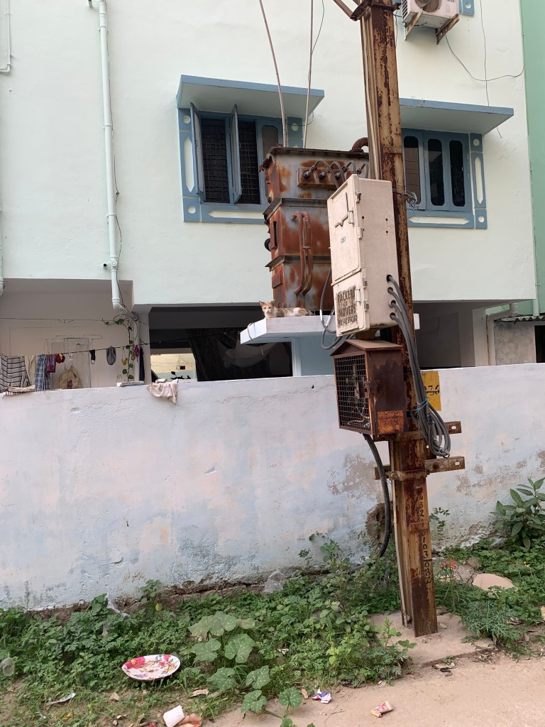Hyderabad - cat on electric pole