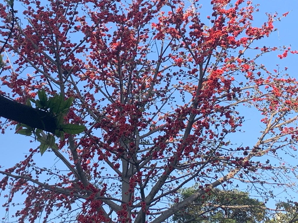 March Palash Stunning