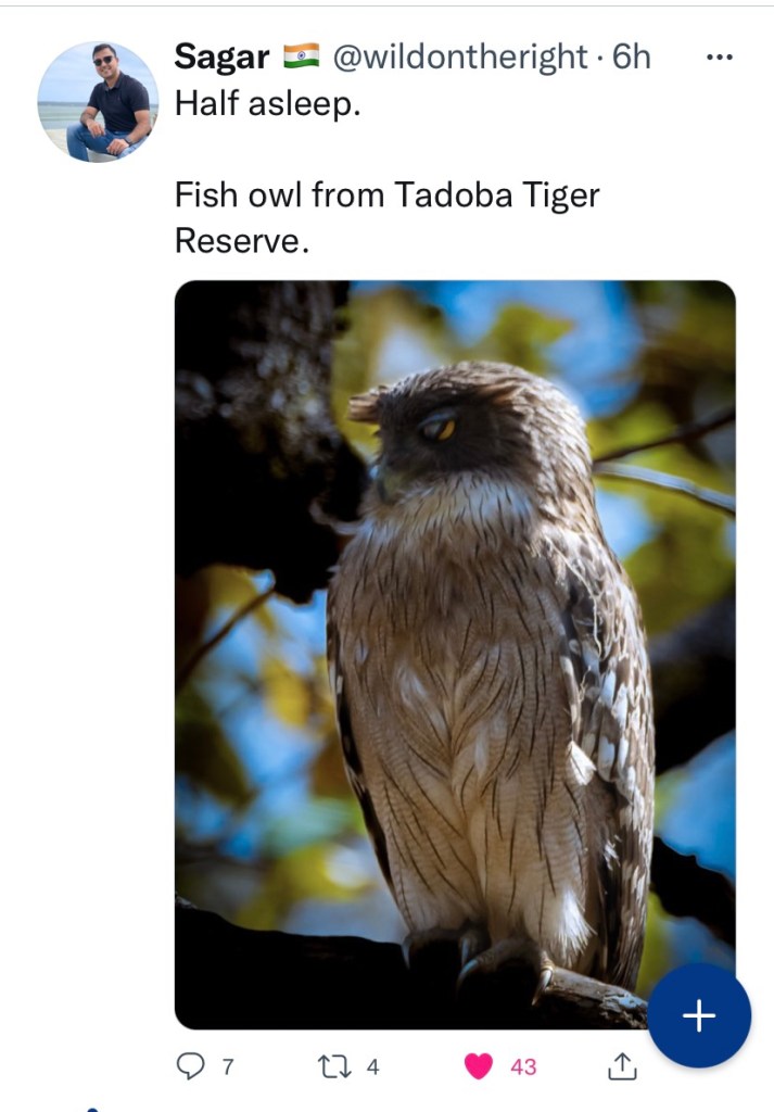 March Fish Owl