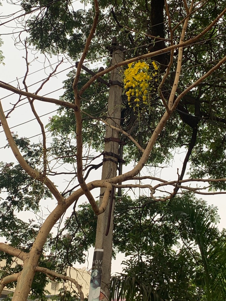 Walk - Yellow Flowers