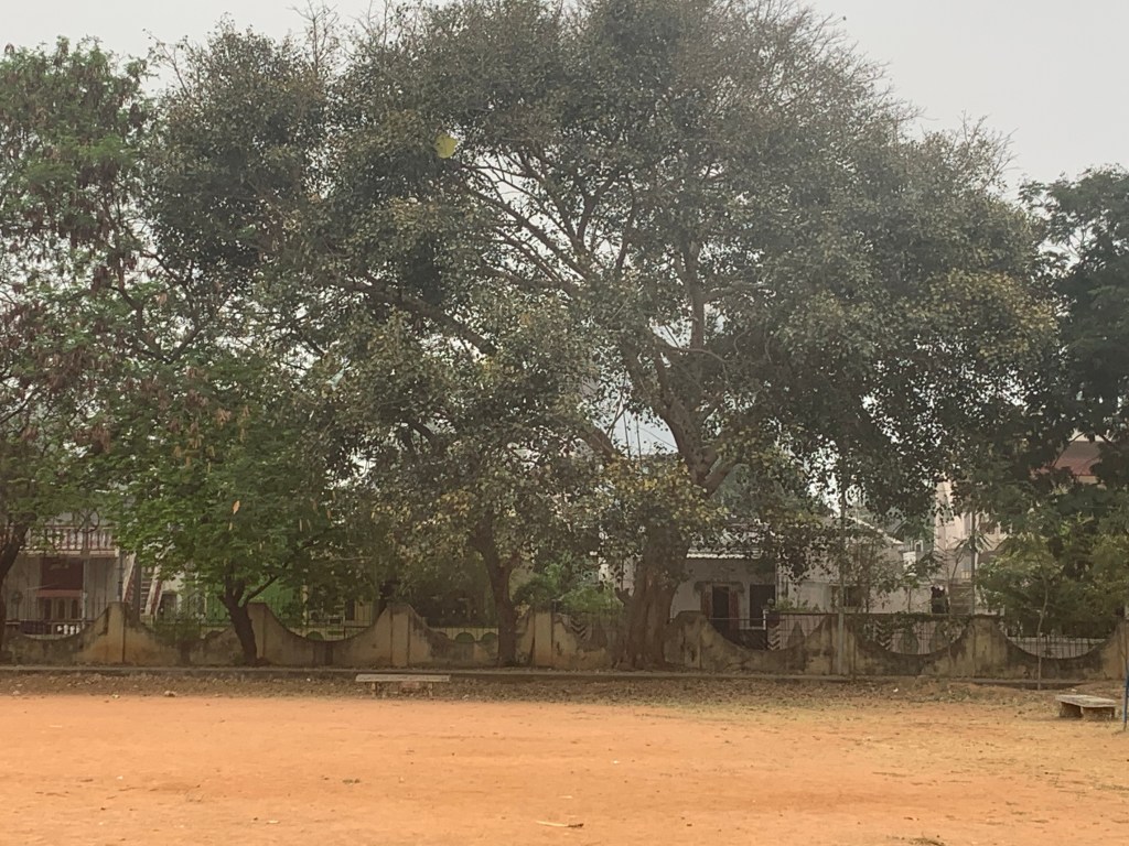 Walk - Peepul Tree