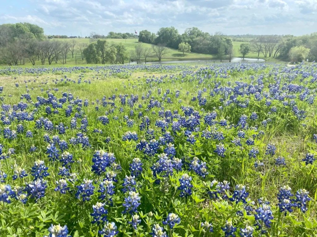 Blue Bonnets - Texas April 2022