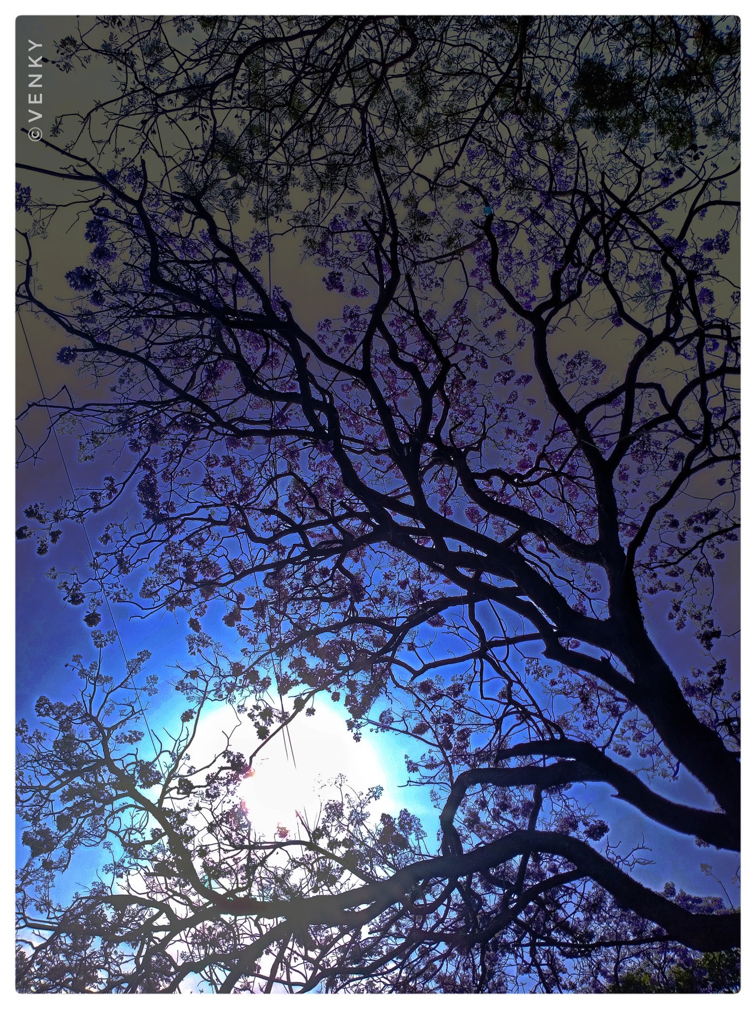 Purple Jacaranda April 2022