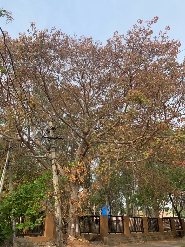 Peepul Tree - April 2022