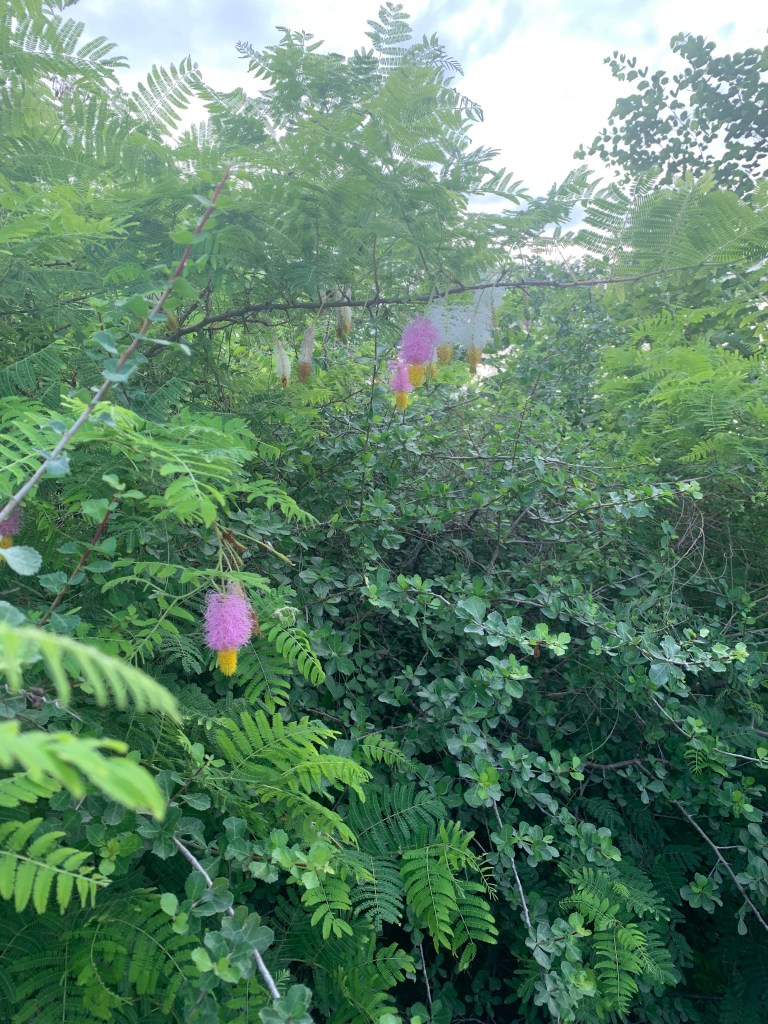 Nature walk - Biodiversity