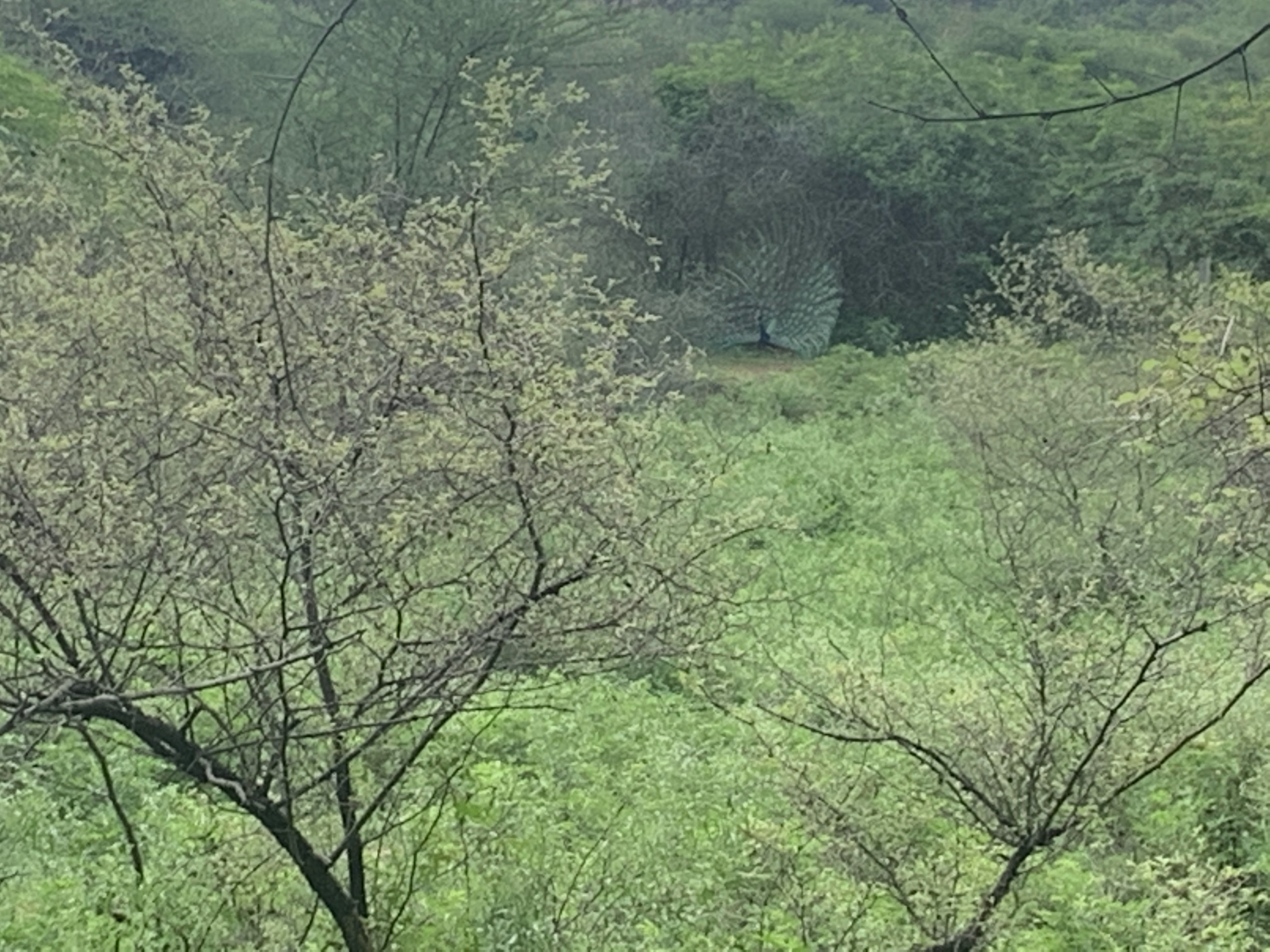 Nature - biodiversity park - peacock