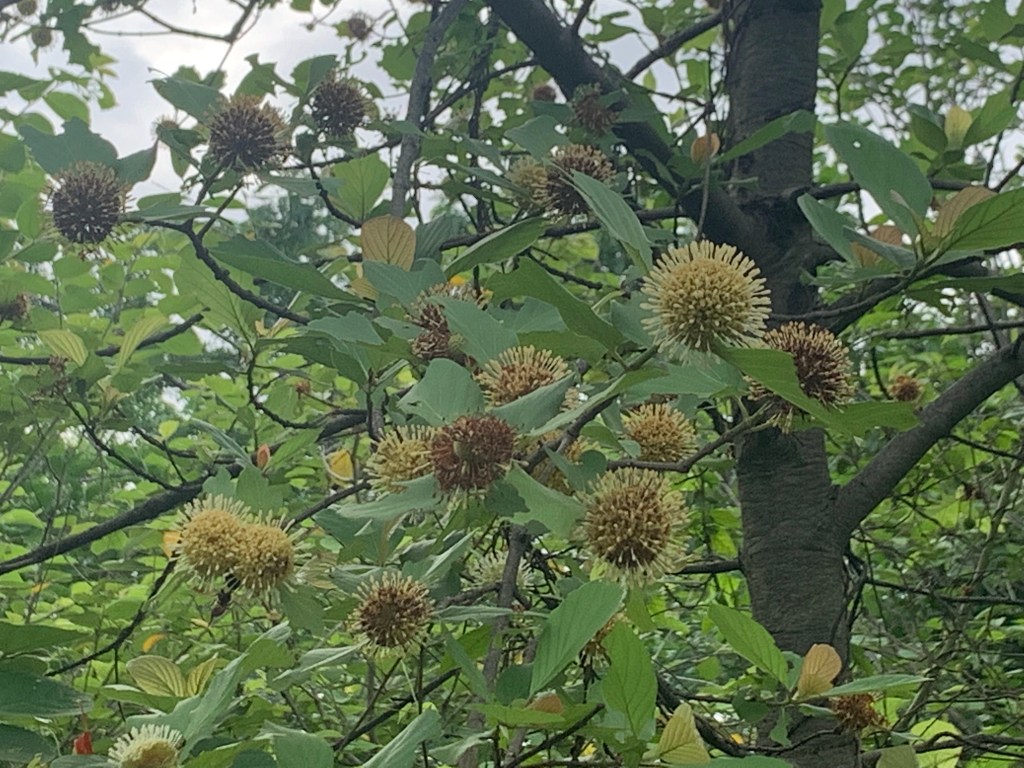 Nature Walk - biodiversity park