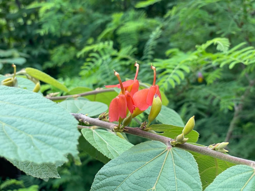 Nature Walk - biodiversity park