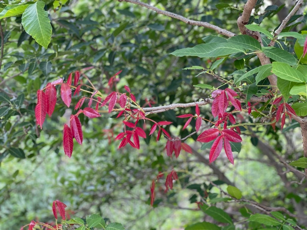 Nature Walk - biodiversity park