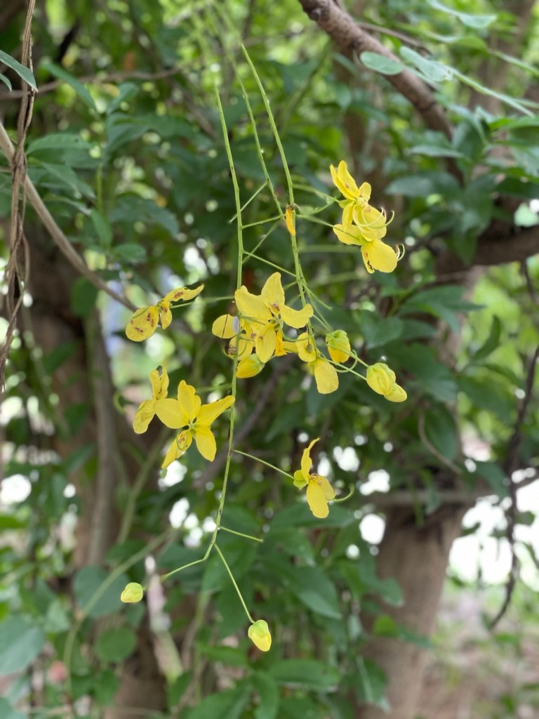 Nature Walk - biodiversity park