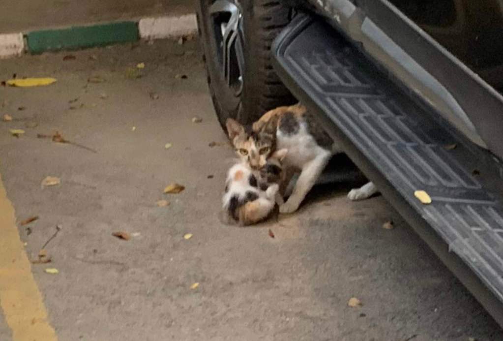 Animals Cat and Kitten