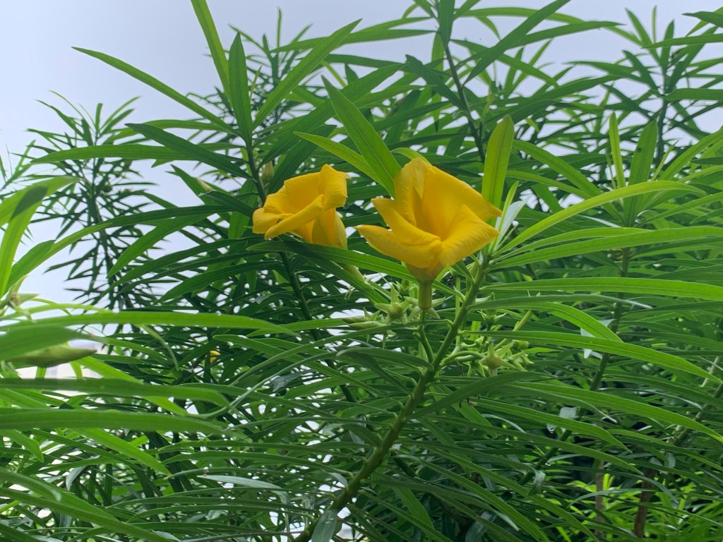 Flowers