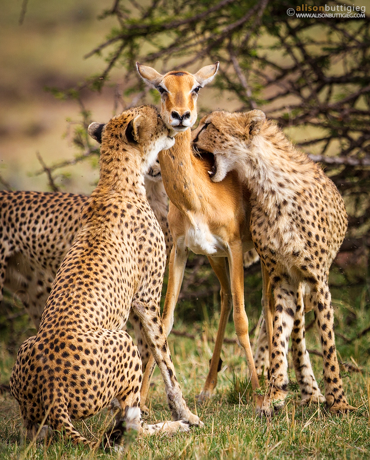 Animals - Cheetah and Impala