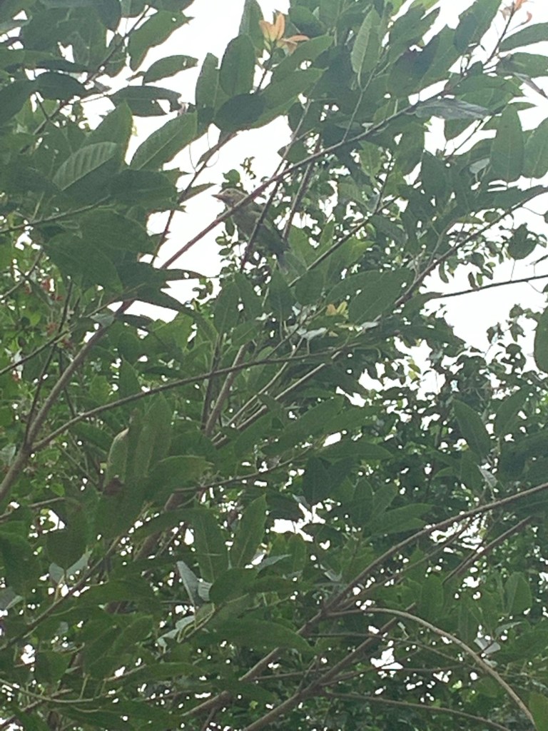 Flowers and birds