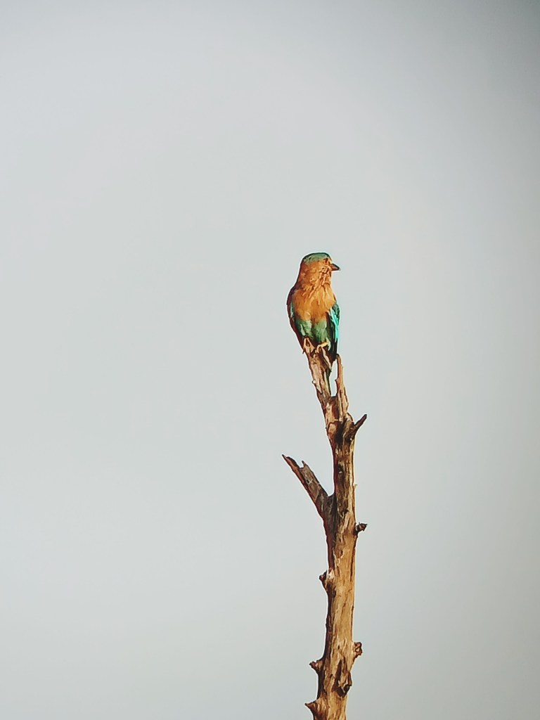 Anniversary Bharatpur birds