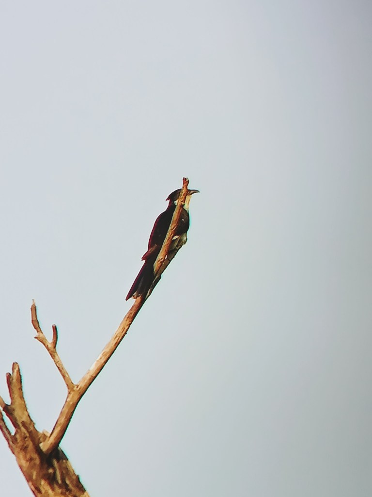 Anniversary Birds