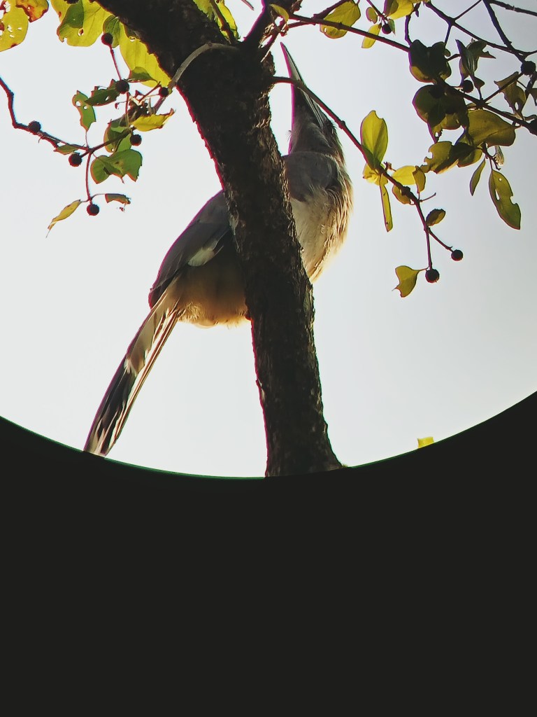 Anniversary Birds