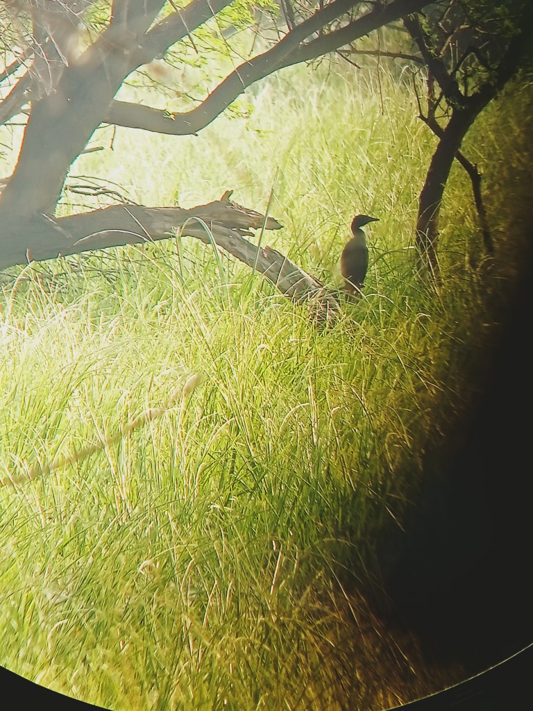Anniversary Birds
