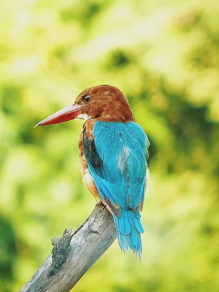 Anniversary Bharatpur birds