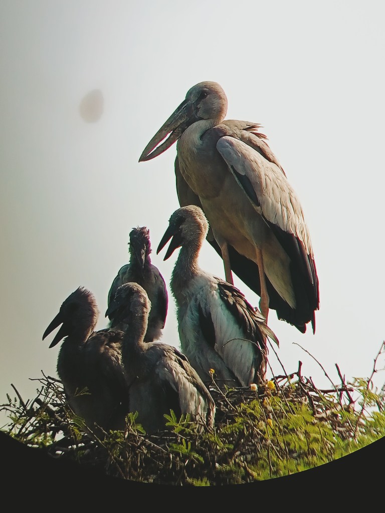Anniversary - Bharatpur