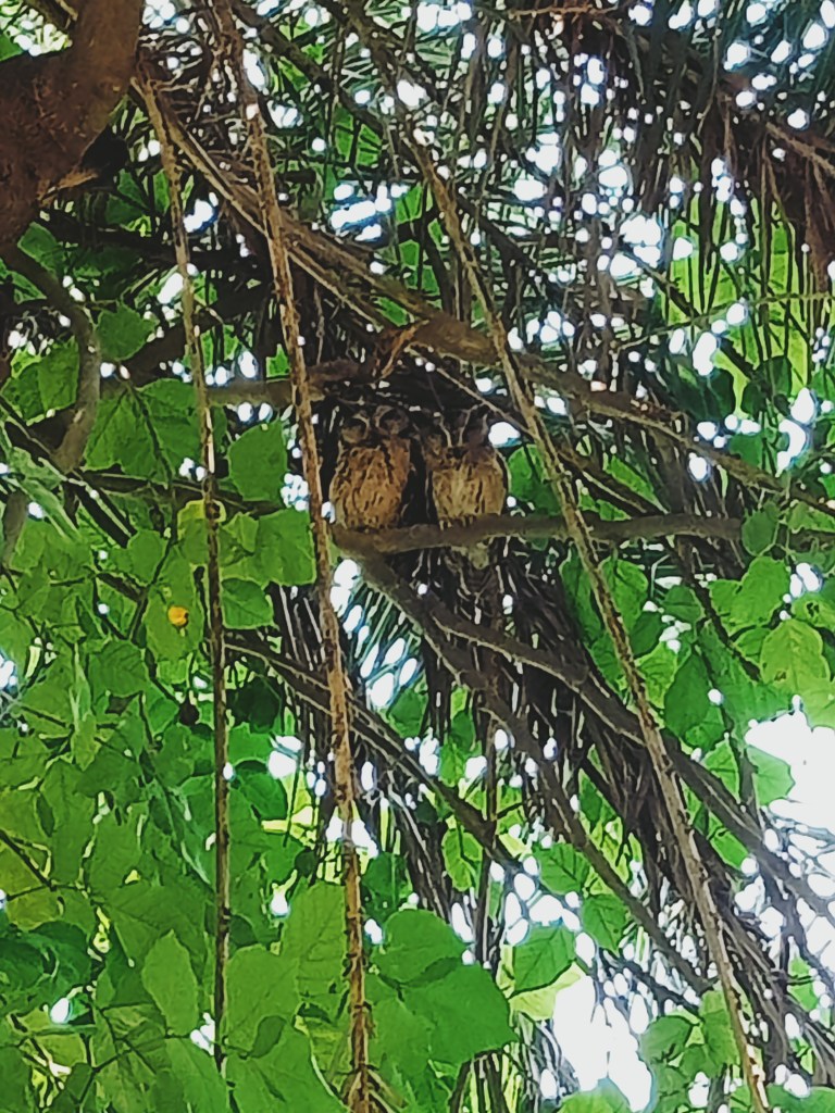 Owls - Indian Scops owl