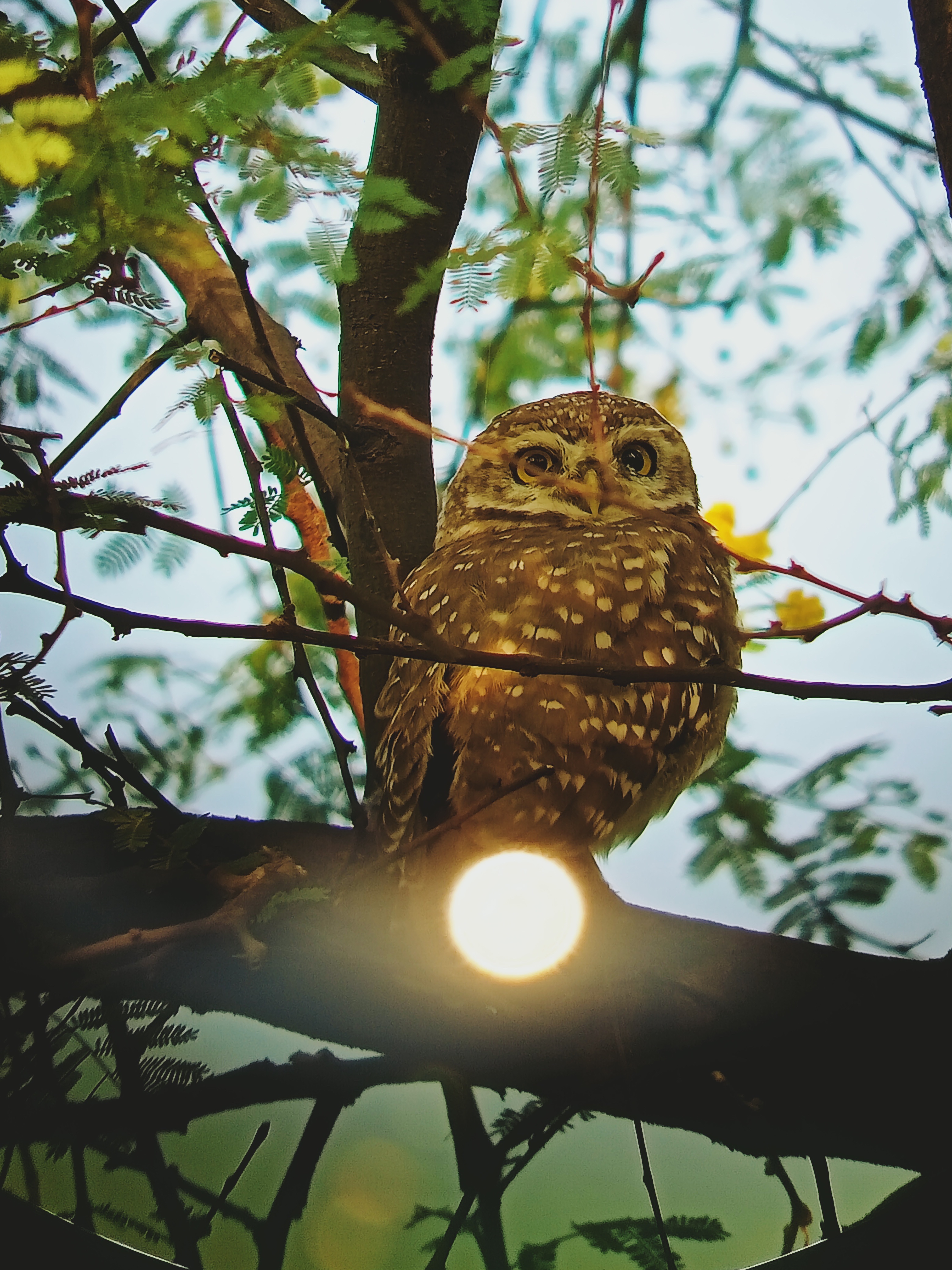 Owls - Owlet