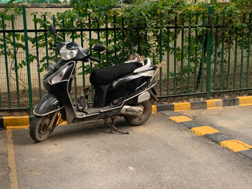 Going for a ride - Kittens