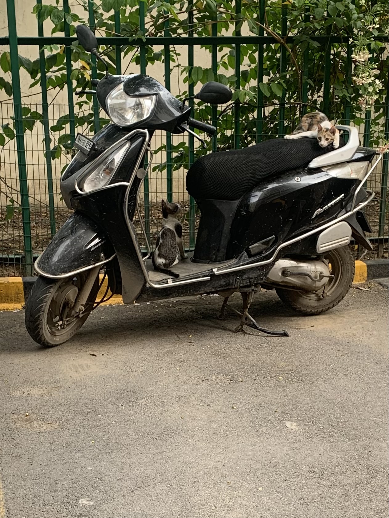Going for a ride Kittens