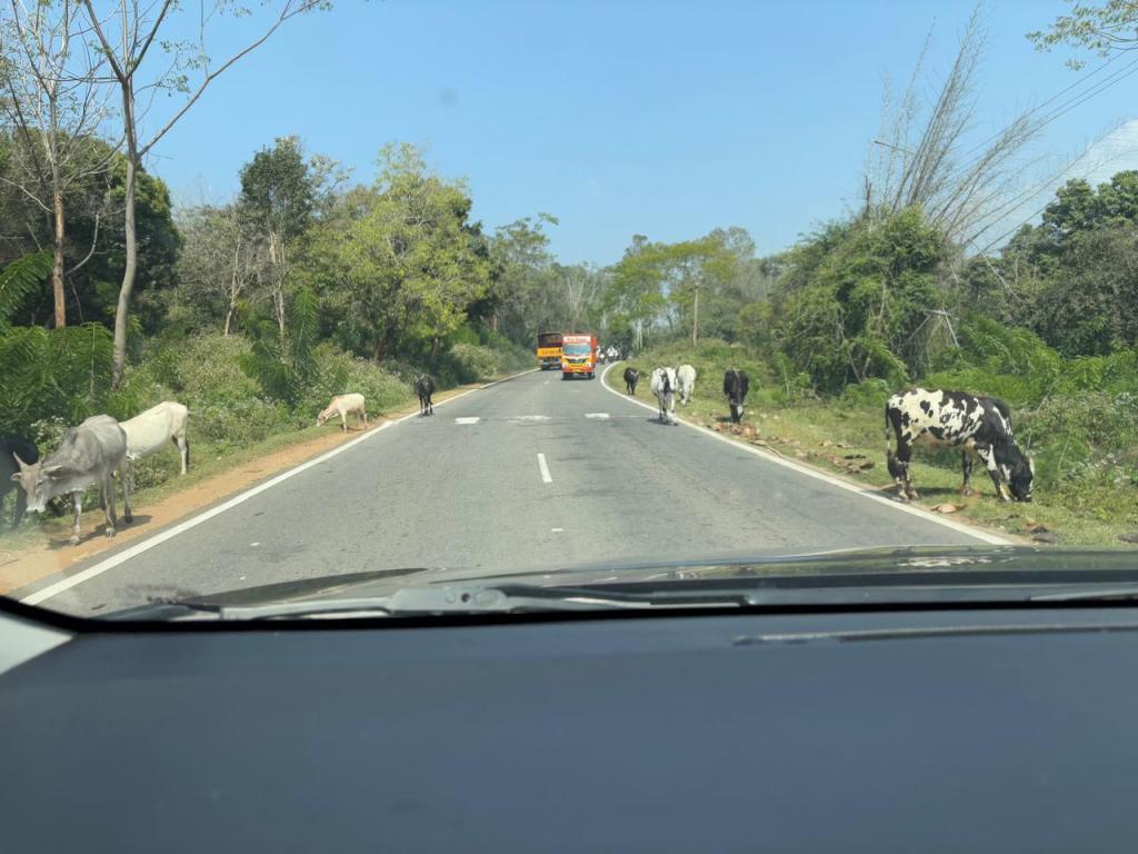 Cows ! Hairpin Bends