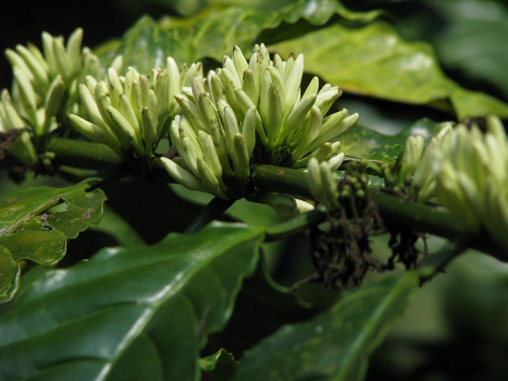 Coffee Flowers spring