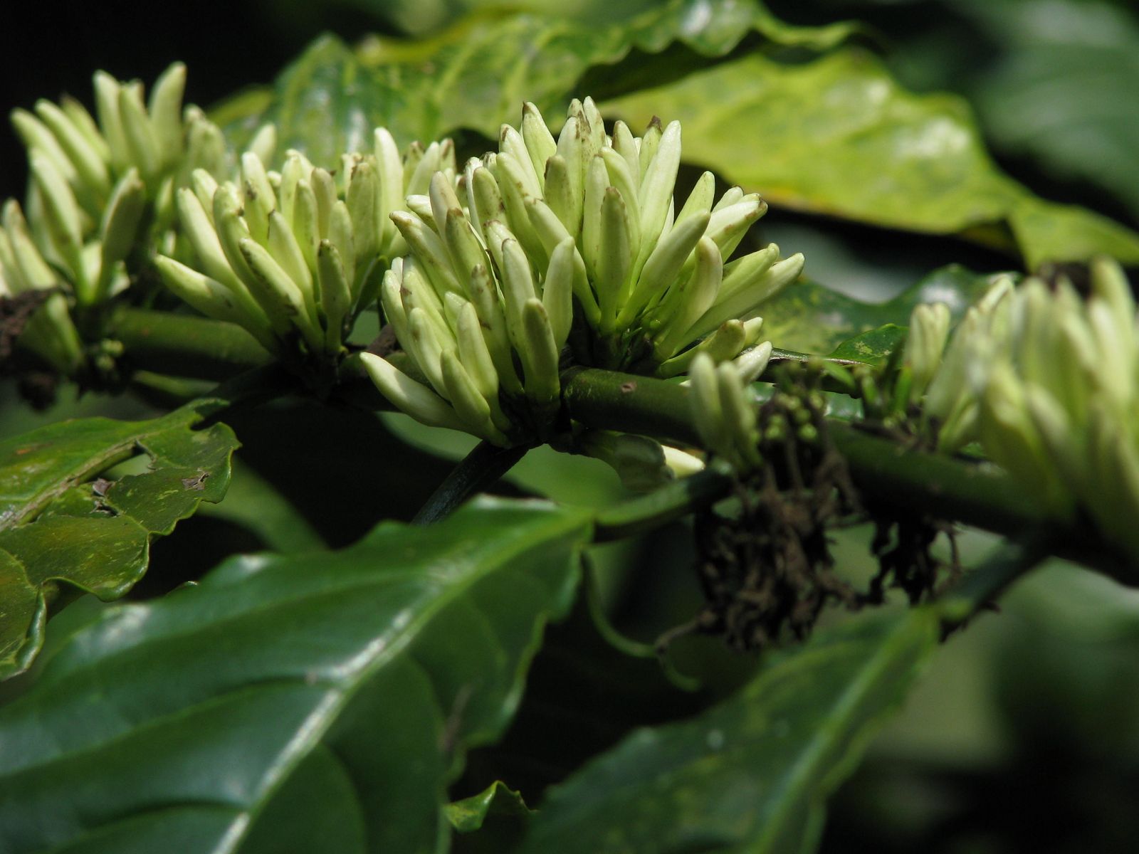 Coffee Flowers spring