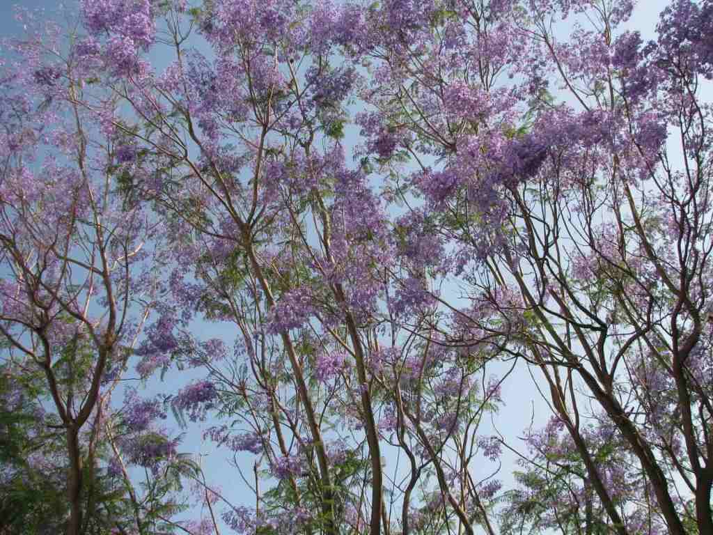 Jacaranda Tree 